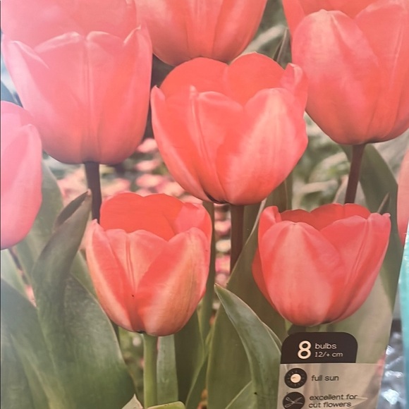 Chicsonabudget Other - Pink Tulip Bulbs - Set of 8